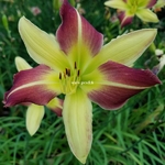 Hemerocallis Magic Dawn (2)