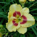 Hemerocallis Monterey Jack (1)