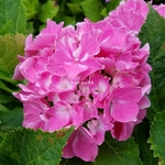 Hydrangea macrophylla La Vie en Rose (1)