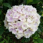 Hydrangea macrophylla Sunny (1)