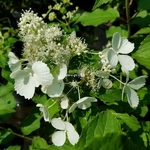 Hydrangea paniculata Pink Lady