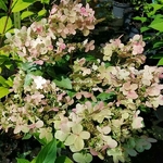Hydrangea paniculata Polestar