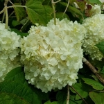 Hydrangea quercifolia Snowdrift (1)