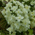 Hydrangea quercifolia Snowflake (2)