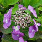 Hydrangea serrata Blueberry Cheesecake (2)