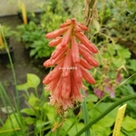 Kniphofia Red Hot Popsicle