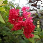 Lagerstroemia indica Enduring Red (2)