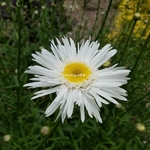 Leucanthemum superbum Wirral Pride