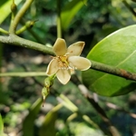Magnolia compressa (1)