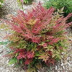 Nandina domestica Obsessed