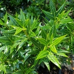 Osmanthus heterophyllus Sasaba (2)
