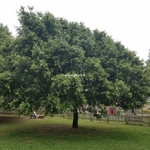 Quercus ilex (3)