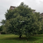 Quercus ilex (2)