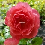 Rosa Special Anniversary (1)