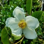 Stewartia pseudocamellia (1)