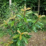 Photinia serratifolia Crunchy