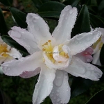 Camellia sasanqua Frosted Star
