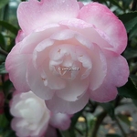 Camellia sasanqua Sayaka (1)