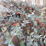 Cotoneaster franchetii (1)