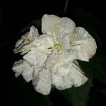 Hibiscus mutabilis Futuna