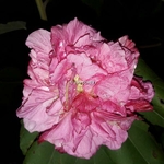 Hibiscus mutabilis Wallis (4)