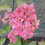 Hydrangea paniculata Diamant Rouge (1)