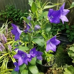 Platycodon grandiflorus Mariesii