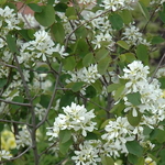 Amelanchier alnifolia Sleyt (2)