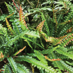 Blechnum penna-marina (2)