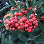 Cotoneaster glaucophyllus Serotinus (2)