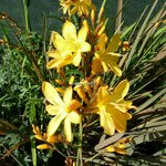 Crocosmia Solfatere