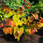 Cercis canadensis Eternal Flame (2)