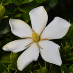 Gardenia jasminoides Sweet Star (1)