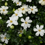 Gardenia jasminoides Sweet Star (2)