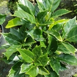 Aucuba japonica Rozannie (1)