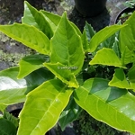 Aucuba japonica Rozannie (2)