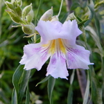 Chilopsis linearis (2)