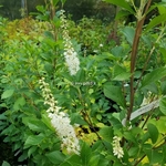 Clethra alnifolia September Beauty (2)