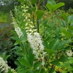 Clethra alnifolia September Beauty (3)