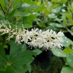 Clethra alnifolia Vanilla Spice (2)
