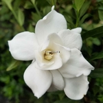 Gardenia jasminoides Double Mint (1)