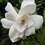 Gardenia jasminoides Double Mint (2)