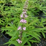 Vitex agnus-castus Pink Pinnacle (1)