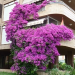 Bougainvillea Violet de Mèze