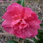 Camellia sasanqua Caroline