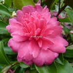 Camellia sasanqua Caroline (7)