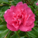 Camellia sasanqua Caroline (6)