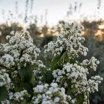 Heptacodium miconoides Tianshan (1)