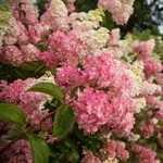 Hydrangea paniculata Fraise Melba