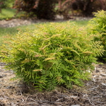 Sorbaria sorbifolia Matcha Ball
